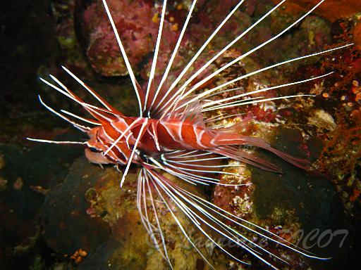 Pterois radiata.JPG